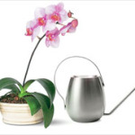 Как поливать орхидеи правильно в домашних условиях