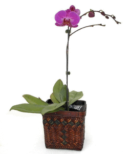 Требования к удобрения для орхидеи фаленопсис