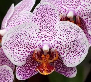 Как удобрять орхидею фаленопсис