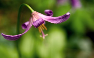 Что делать с цветоносом орхидеи после цветения. Если он начал засыхать, продолжает расти и если засох только его кончик.