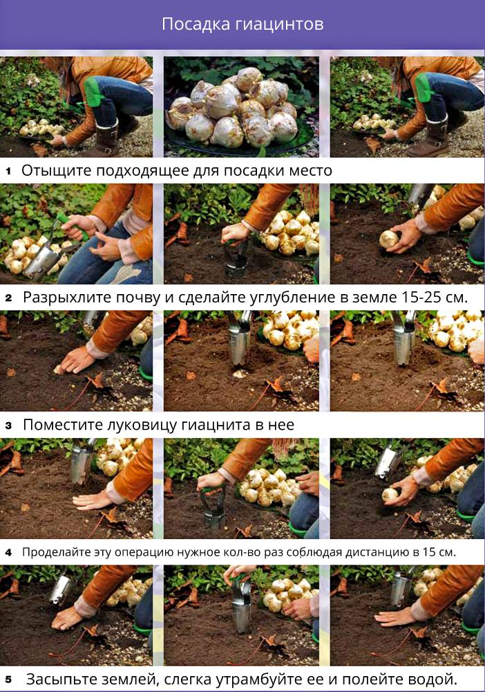 Фото инструкция по посадке луковиц гиацинтов в открытый грунт