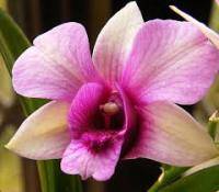 Правила удобрения орхидей для начинающих