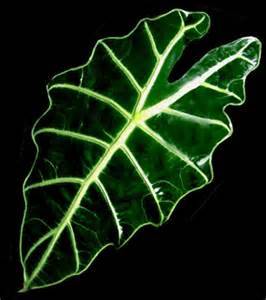 Лечебные свойства листьев алоказии: делаем мазь, настойки и компрессы