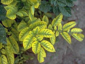 Фото болезни комнатных растений - желтухи