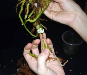 Размножение корнями фаленопсиса