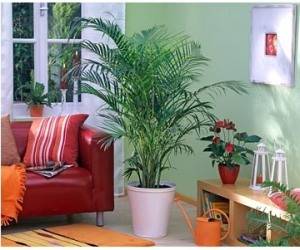 Виды комнатных пальм с фото и названием. Популярные виды комнатных пальм с фото. Особенности выбора и ухода