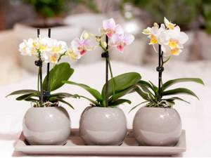 Размножение орхидеи у вас дома