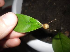 Размножение замиокулькаса листом