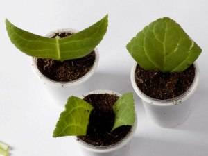Глоксиния размножение листом