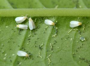 Белокрылка и ее личинки на листке