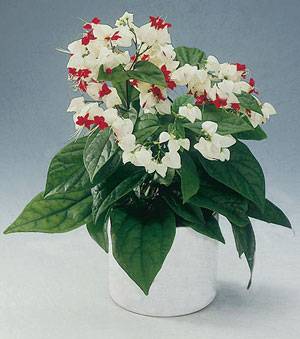 Домашнее растение с маленькими красными цветочками