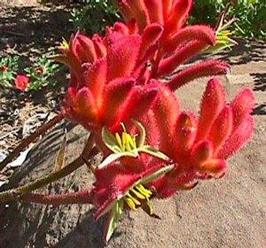 Цветы анигозантуса похожи на лапки кенгуру