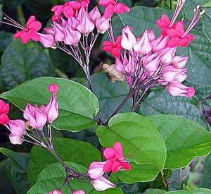 clerodendrum-spes