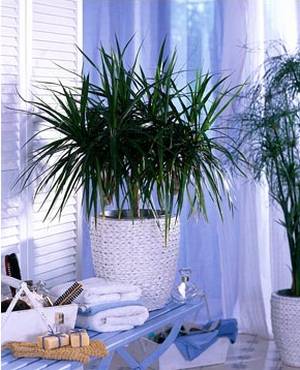 Драцена душистая- польза и вред для дома, где должна стоять драцена в квартире, разновидности растения