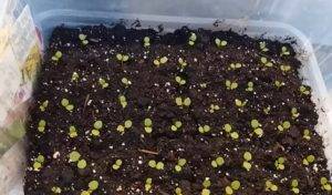 Разнообразная петуния: выращивание из семян в домашних условиях