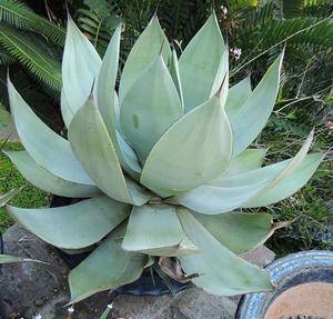 Agave albicans