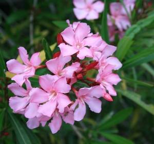 Цветы олеандра источают сильный запах