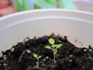 Буддлея давида - размножение семенами