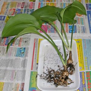 Эухарис амазонская лилия, уход в домашних условиях, почему не цветет