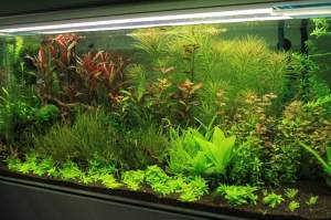 Неприхотливые аквариумные растения