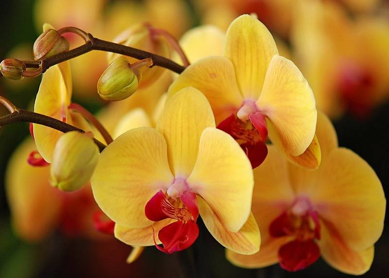 К чему снятся орхидеи