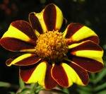 GollyJester tagetes