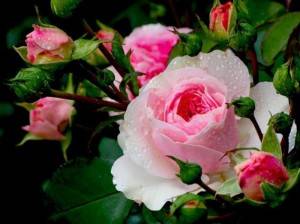 Розовый куст цветущий во сне