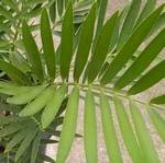 Zamia latifolia