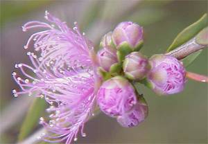 Мелалеука цветение