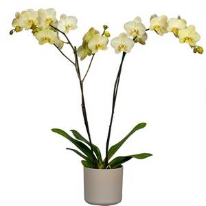 Камбрии: отдельный микромир семейства орхидных