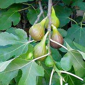 Фиговое дерево может расти на менее плодородных почвах