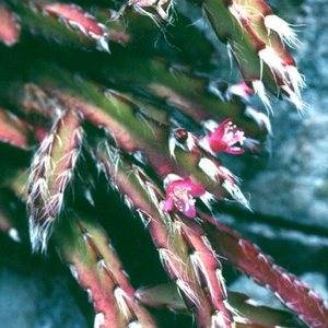 Леписмиум зацветает мелкими цветами