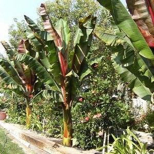 Банан хорошо реагирует на минеральное удобрение почвы