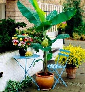 Банан можно вырастить в домашнем саду