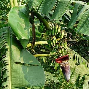 Банан райский имеет много сортов, которые дают съедобные плоды