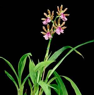 Зигопеталум необычная орхидея