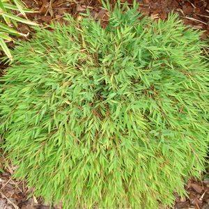Погонатерум можно выращивать в зимнем саду