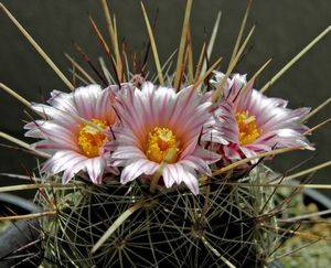Телокактус: описание цветка, фото, особенности выращивания | На сайте UniverseGarden