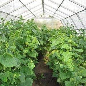 Теплицы из поликарбоната пригодны для выращивания овощей