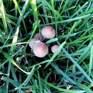 грибы на газоне