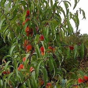 Как вырастить персик из косточки в условиях домашнего сада? - Комнатные исадовые растения, уход за ними Sad-Doma.net