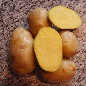 Сорт картофеля Днепрянка