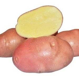 Сорт картофеля Мрия
