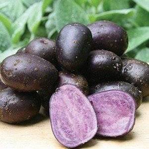 Сорт картофеля фиолетовый