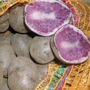 Сорт картофеля Гурман