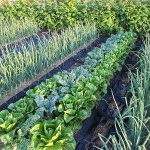 Метод Митлайдера помогает собрать крупный урожай овощей