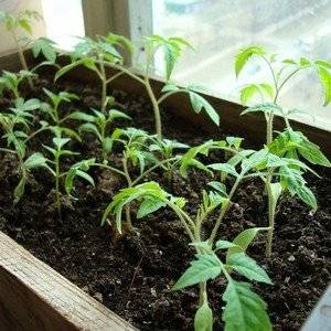 Выращивая рассаду томатов важно следить, чтобы она не переросла