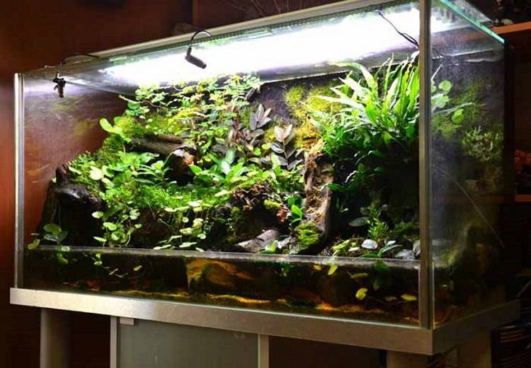 Большой аквариум с растениями
