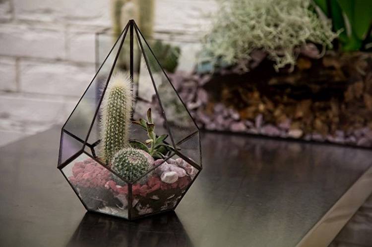 Кактусы в стекле в форме пирамиды