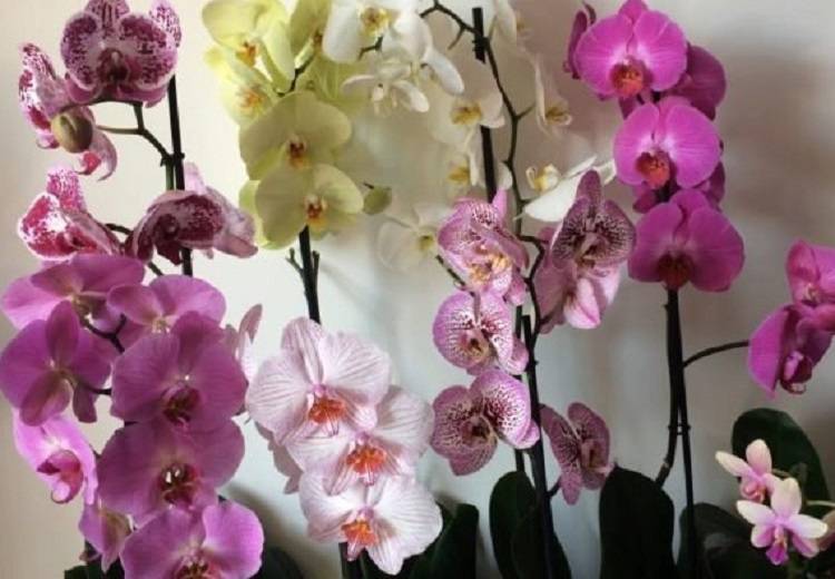 Орхидеи разных цветов